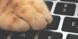 pet e-commerce startups in Korea